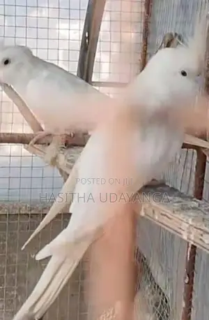 Cockatiel Pair