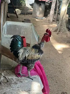 Country Chicken