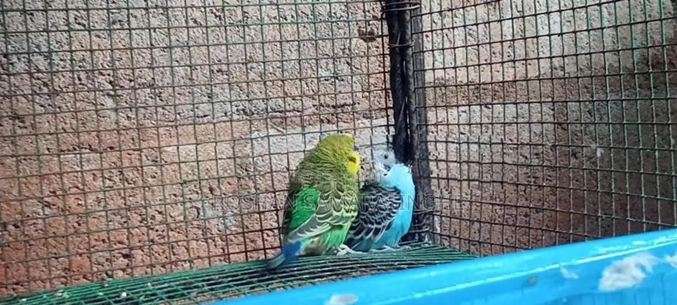 Budgies Birds