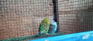Budgies Birds
