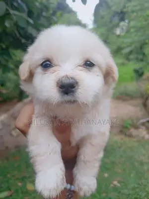 Shih Tzu Puppy