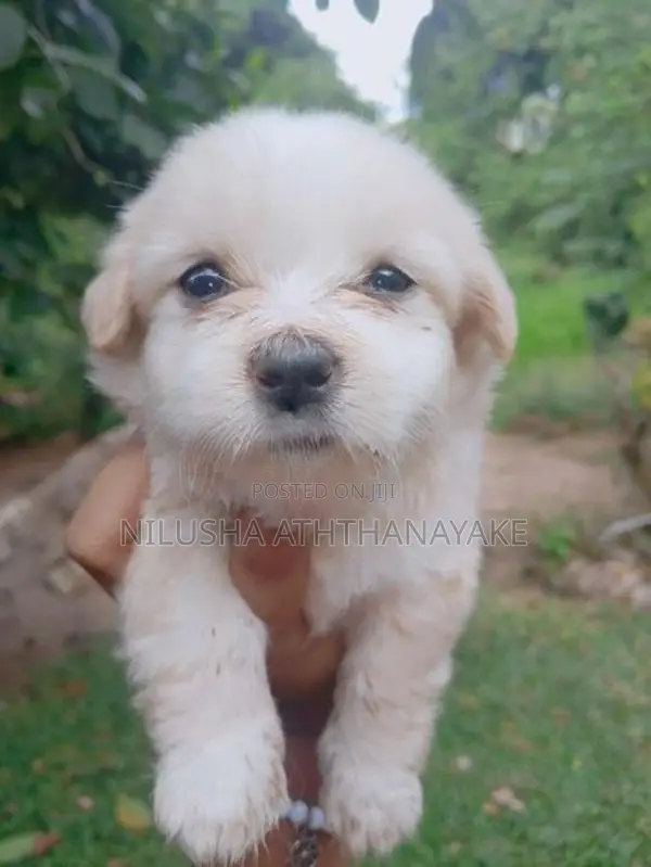 Shih Tzu Puppy