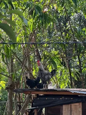 Country Chicken