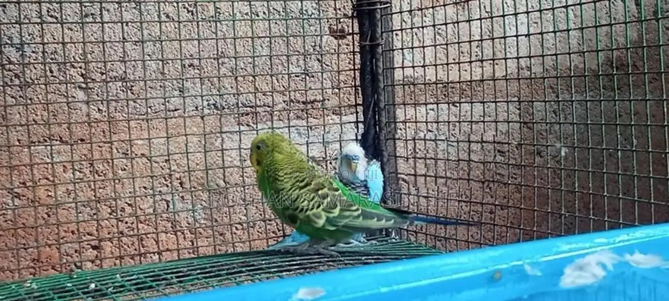 Budgies Birds