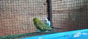 Budgies Birds