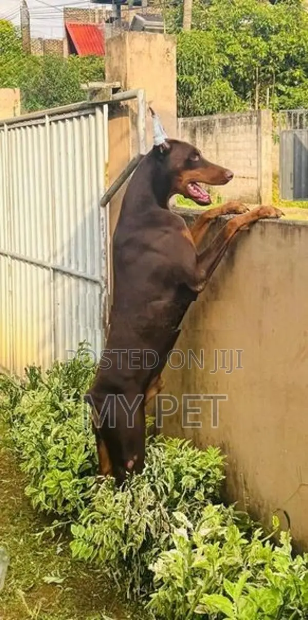 Doberman Male