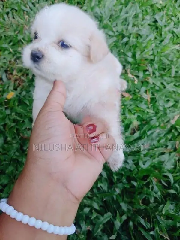 Shih Tzu Puppy