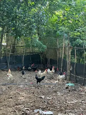 Country Chicken