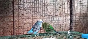 Budgies Birds