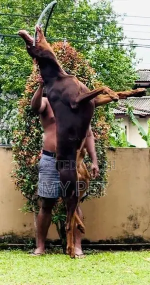 Doberman Male