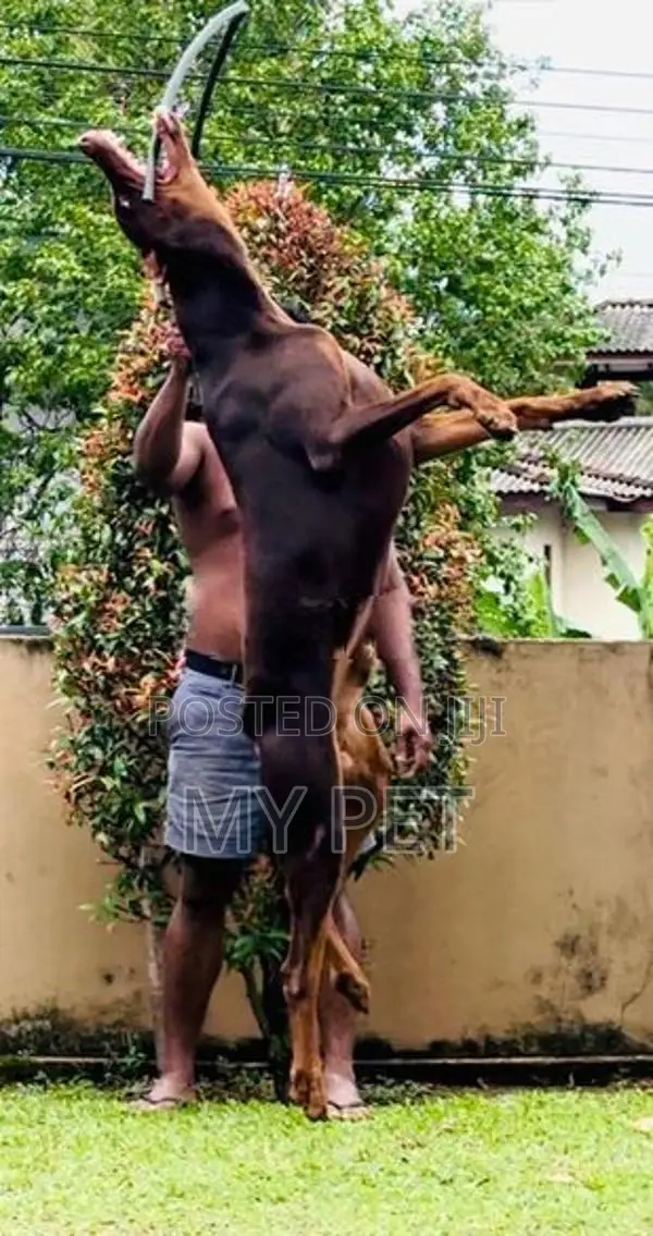 Doberman Male
