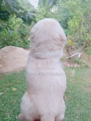Shih Tzu Puppy