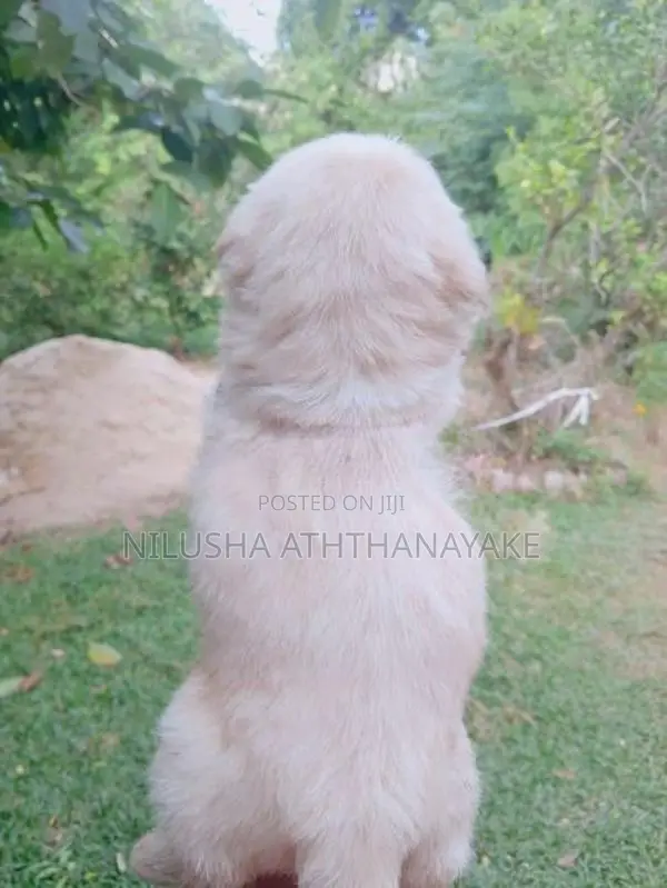 Shih Tzu Puppy