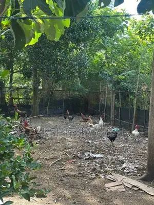 Country Chicken