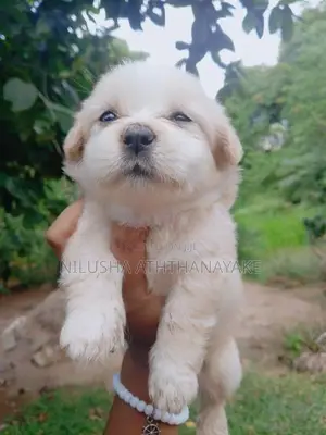 Shih Tzu Puppy