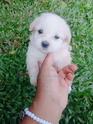 Shih Tzu Puppy