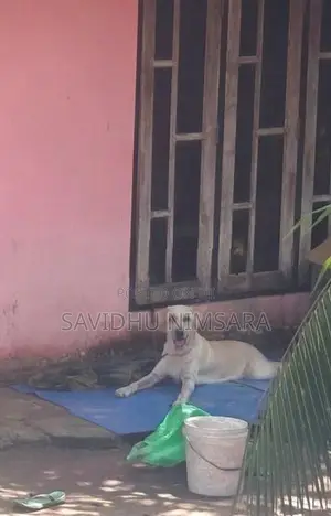 Labrador Female Dog