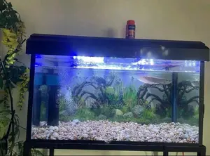 Fish Tank