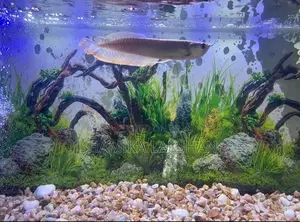 Fish Tank