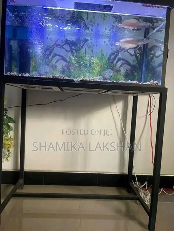 Fish Tank