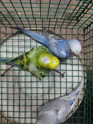 Love Birds