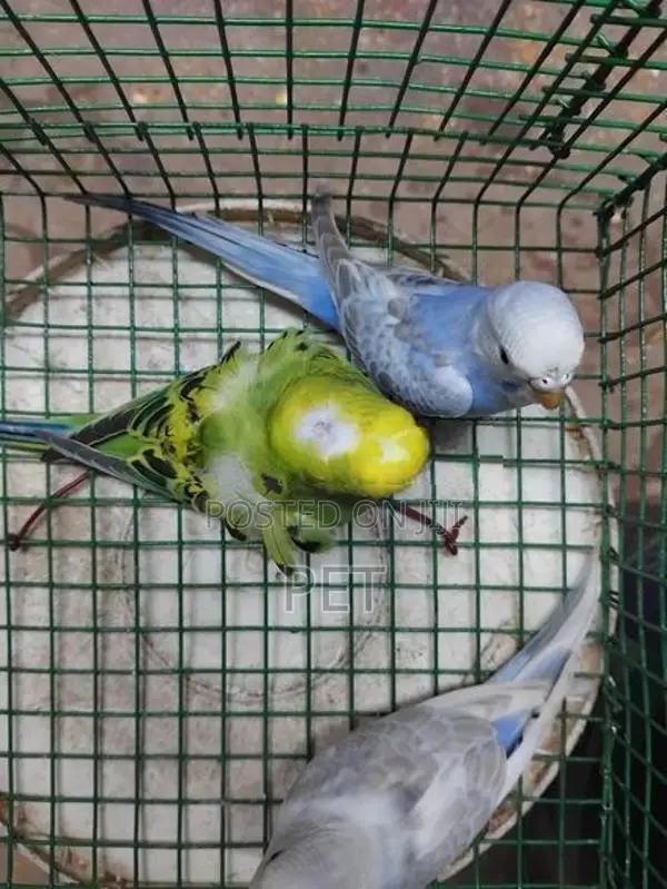 Love Birds