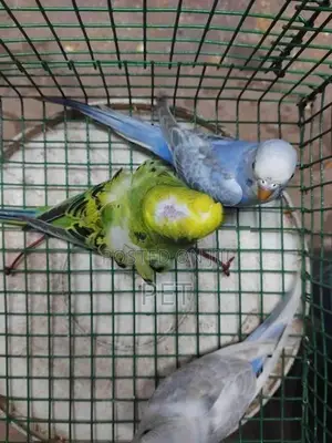 Love Birds