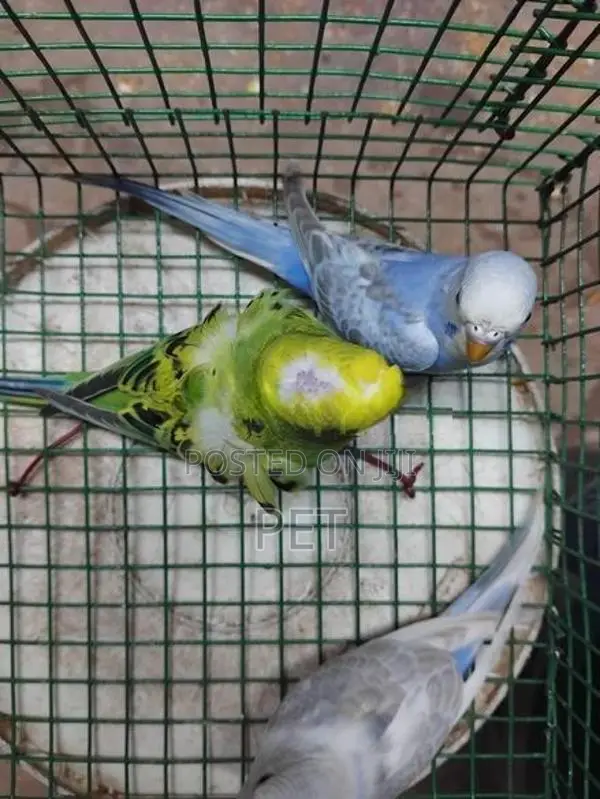 Love Birds