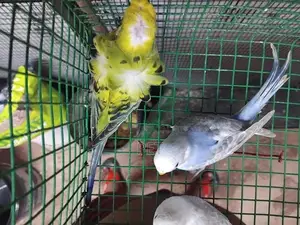 Love Birds