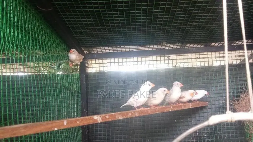 Zebra Finches