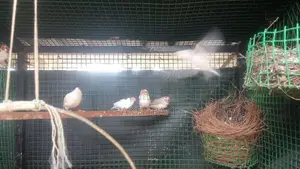 Zebra Finches