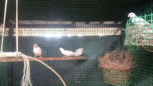Zebra Finches