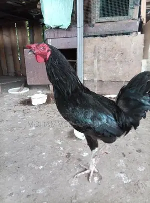 kukulek