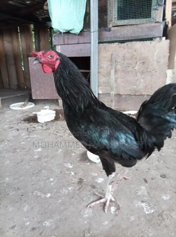 kukulek