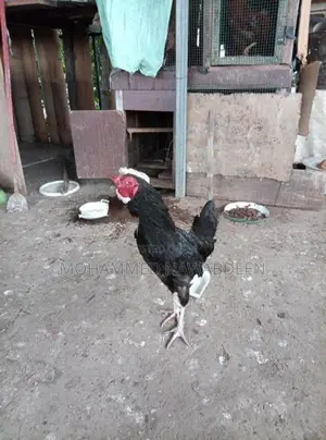 kukulek