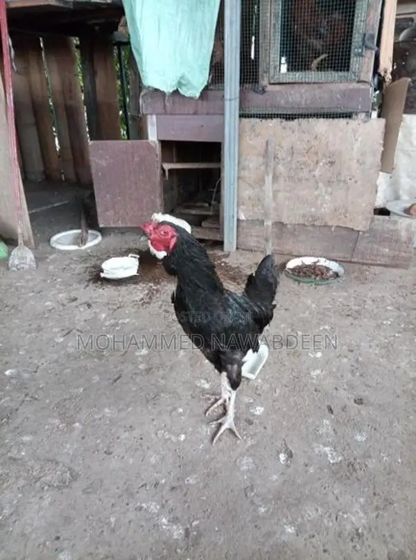 kukulek