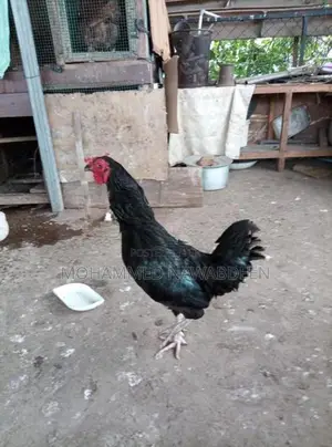 kukulek