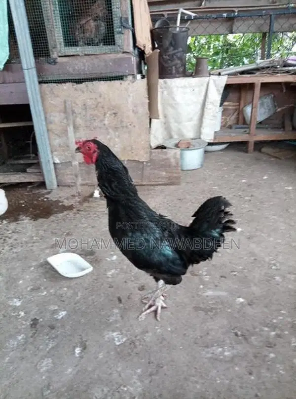 kukulek