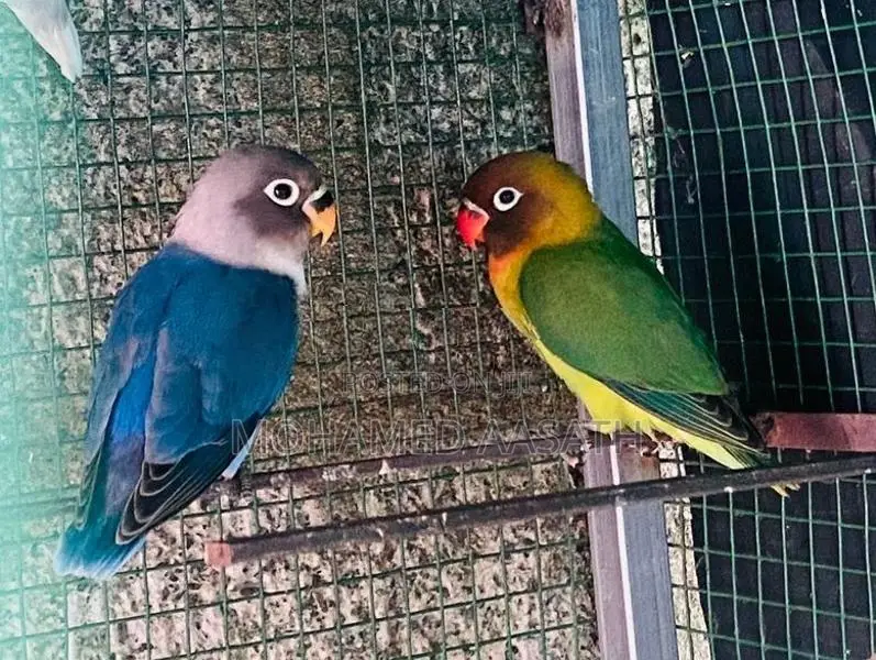 African 2 Pairs