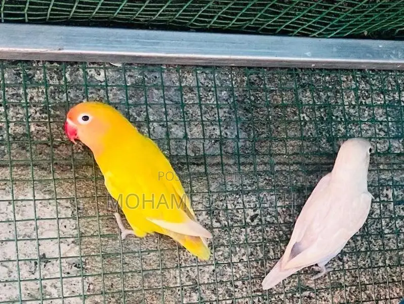 African 2 Pairs