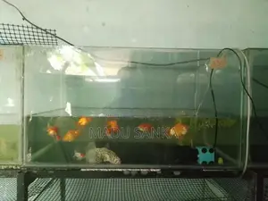 Fish Tank Sets