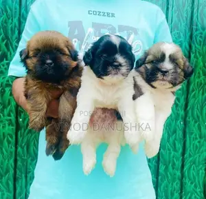 Shih Tzu Puppies