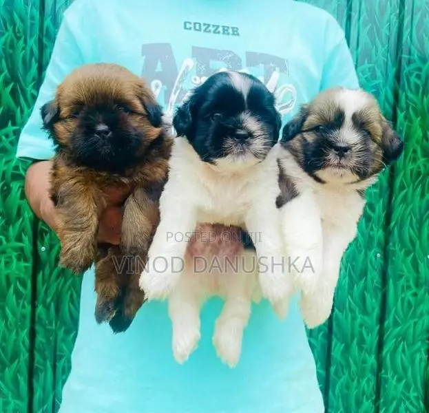 Shih Tzu Puppies