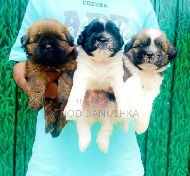 Shih Tzu Puppies