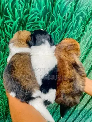 Shih Tzu Puppies