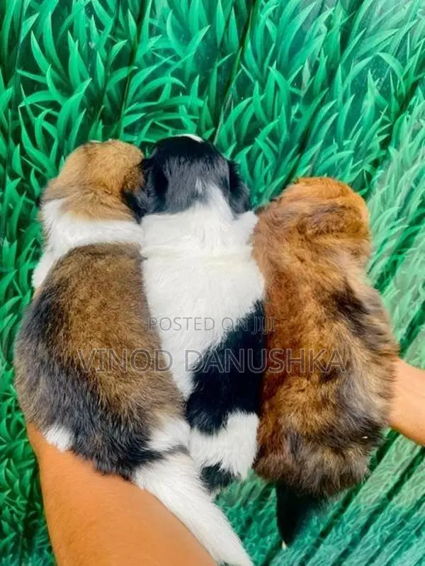Shih Tzu Puppies