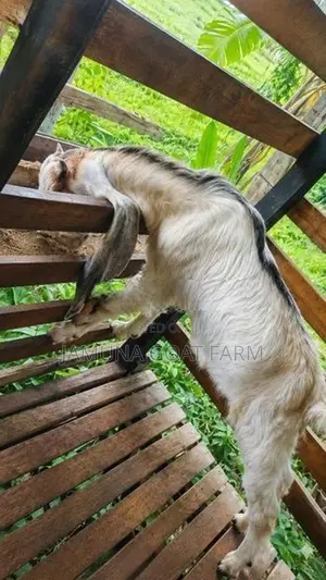 Jamunapari Goats