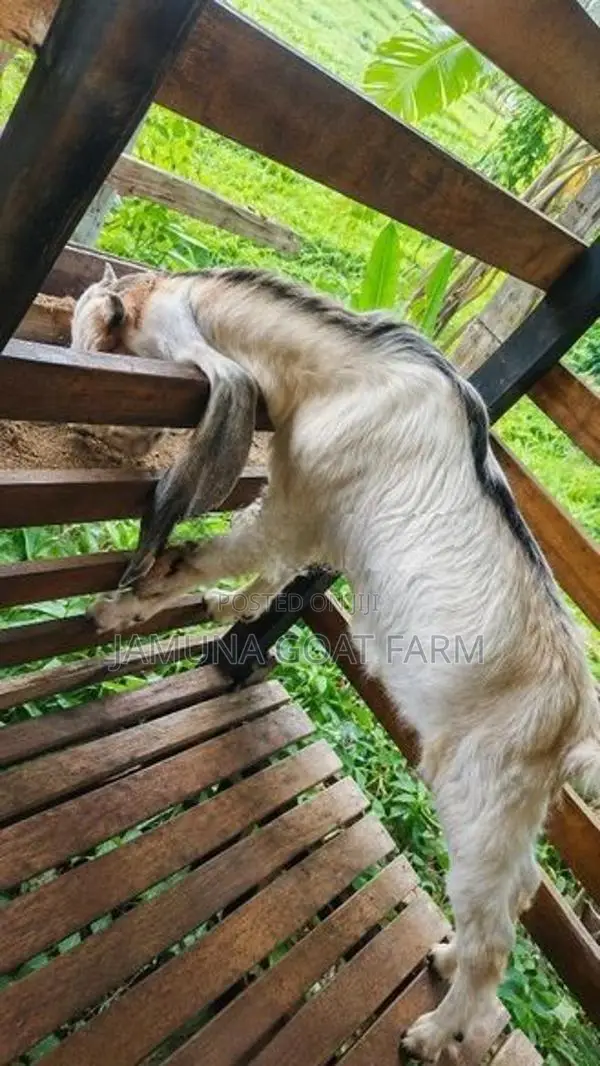 Jamunapari Goats