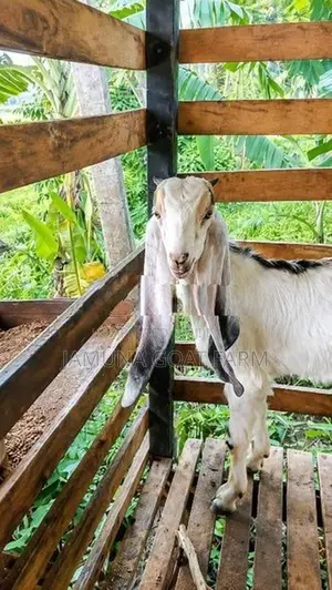 Jamunapari Goats
