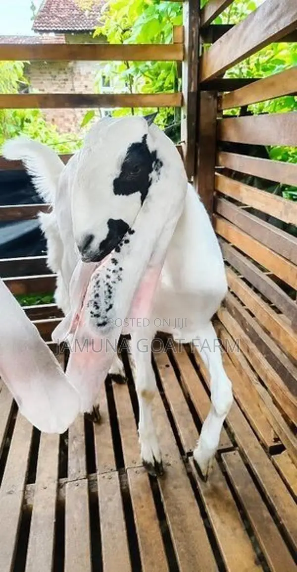 Jamunapari Goats